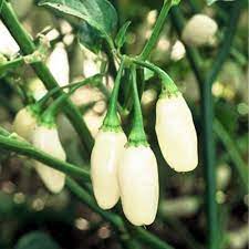 White Bhut Jolokia Vegetable Seeds for Planting heirloom & Non-GMO Seeds