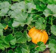 Centner Jelly Giant Pumpkin Vegetable Seeds for Planting