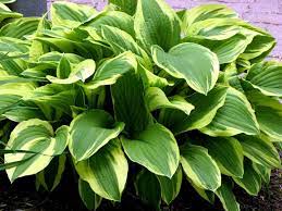 Green Hosta Plant Seeds for Planting, 100 pcs