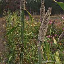 Pearl Millet Indian Blue Seeds for Planting – Heirloom, Non-GMO, High-Yield Millet Seeds for Grain and Fodder