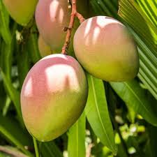 Kent Mango Tree Seeds for Planting - Tropical Mango Tree Seeds for Your Garden, GMO Free Seeds