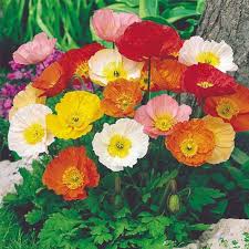 Heirloom Nudicaule Iceland Poppy Mix Flower Seeds for planting -Non-GMO Garden Seeds