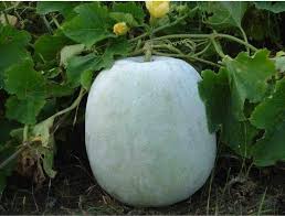 Heirloom Small Round Winter Melon Ash Gourd Vegetable Seeds for Planting heirloom & Non-GMO Seeds