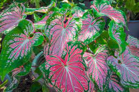 Purple Green Caladium Plant Seeds - Decorative Leaf Plant Seeds -Heirloom & Non-GMO Seeds for planting