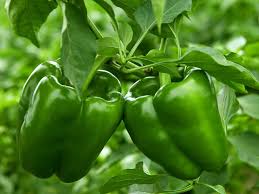 Green Plaza Pepper Vegetable Seeds for Planting