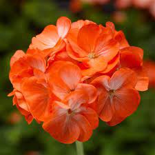 Dark Orange Geranium Flower Seeds for Planting 100 pcs