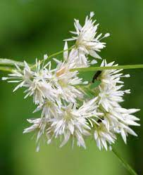 Luzula Nivea Seeds for Planting – Snowy Woodrush, Ornamental Grass Seeds for Shade, Perennial, Non-GMO