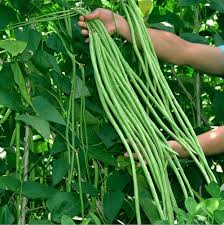 Yardlong Bean Seeds for Planting – High Yield, Fast Growing, Organic Vegetable Seeds