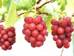 Ruby Roman Grape Fruit Seeds for Planting - Authentic, Non-GMO, High-Quality Variety