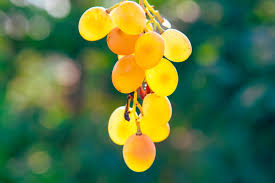 Golden Grapes Fruit Seeds for Planting - Sweet, Golden Grapes for Your Garden, Heirloom Seeds