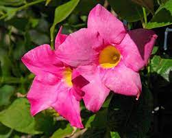 Pink Mandevilla Sanderi Blomsterfrø til udplantning - 100 stk