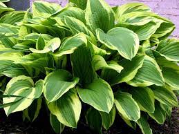 green heirloom flower seeds