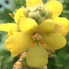 yellow verbascum flower seeds