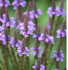 blue organic flower seeds