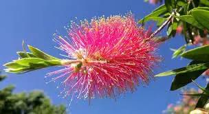 pink brush flower seeds