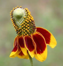 heirloom non flower seeds
