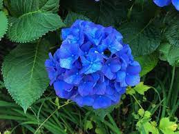 blue deep flower seeds