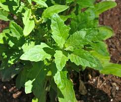 epazote dysphania flower seeds