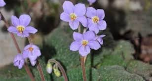 ramonda myconi flower seeds