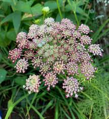 organic mixed flower seeds