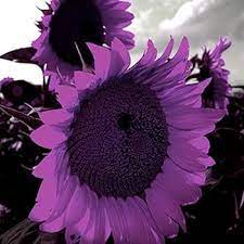 purple mini flower seeds