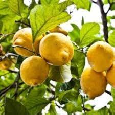 Exotic Baboon Lemon Fruit Seeds for Planting - Rare & Highly Productive Lemon Tree