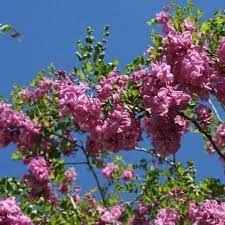 Pink Fraseri Serrulata plantefrø til plantning 100 stk