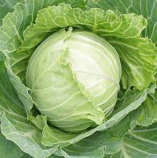 Cabbage TEMP Round Hybrid Seeds – High-Yield Vegetable Seeds for Planting, Non-GMO, Suitable for Home Garden & Farming