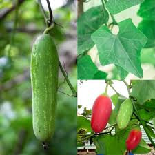Pink Ivy Gourd Vegetable Seeds for Planting – Heirloom Non-GMO, High Germination Organic Garden Seeds