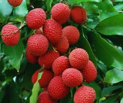 Kaimana Lychee Fruit Seeds for Planting - Sweet, Tropical Lychees Ready for Your Backyard Orchard