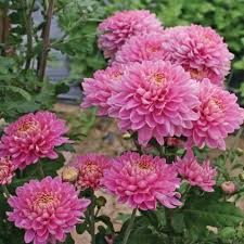 Rare Pink Chrysanthemum Flower Seeds for Planting - 100 pcs