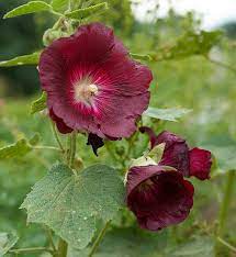 Dark Red Althaea Rosea Flower Seeds for Planting – Heirloom, Non-GMO, High Germination Organic Garden Seeds