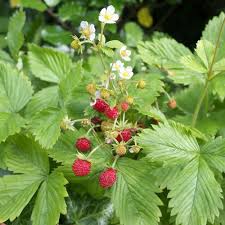 Fragaria vesca Fruit Seeds – Heirloom Wild Alpine Strawberry Seeds for Garden Planting