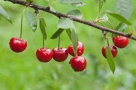 Heirloom Montmorency Cherry Fruit Seeds - Start Your Own Acerola Cherry Tree, Heirloom Seeds