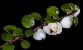 Gaultheria antipoda (Snowberry) – New Zealand Fruit Seeds for Planting- Hardy Gaultheria for Ornamental and Edible Berries