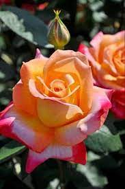 Yellow Pink Climbing Rose Flower Seeds for Planting - 100 pcs