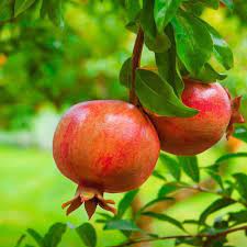 Red Pomegranate Fruit Seeds - Red Variety for Your Garden & Classic Tart-Sweet Flavor