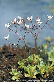 Saxifraga Stellaris Blomsterfrø til udplantning, 100 stk