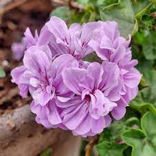 Light Violet Geranium Flower Seeds for Planting – Heirloom, Non-GMO, High Germination Organic Garden Seeds