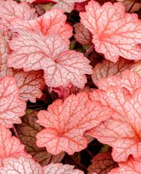 Heuchera Georgia Peach Seeds for Planting – Organic, Heirloom, Non-GMO, High Germination Perennial Flower Seeds