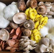 Mixed Mushroom Seeds for Planting - 100 pcs