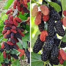 Rare Mulberry Plant Seeds - Grow Nutritious and Sweet Mulberries with Ease  100 pcs