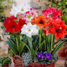 Mixed Amaryllis Bulbs Flower Seeds for Planting - 100 pcs