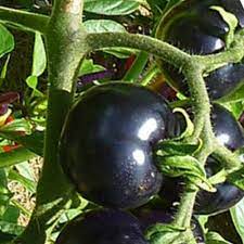 Indigo Rose Tomato Vegetable Seeds for Planting – 100 pcs