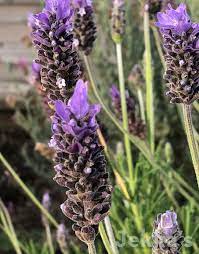 Fransk lavendel (Lavandula dentata) Blomsterfrø til udplantning - 100 stk