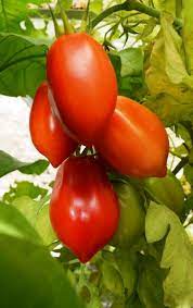 Roma Plum Tomato Vegetable Seeds for Planting - 100 pcs