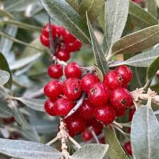 Silver Buffaloberry (Shepherdia argentea) - Red Fruit Variety Seeds for Planting - Hardy, Native Edible Plants