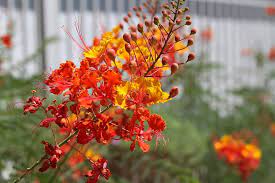 Rød Caesalpinia eller påfugleblomst til plantning - 100 stk