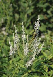 White Culver's Root Plant Seeds for Garden Borders and Landscaping