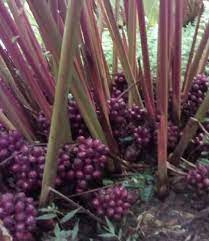 Black Cardamom Plant Seeds for Indoor or Outdoor Herb Gardens